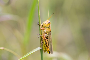 Bright green grasshoppers are found in the grasslands of Mexico. They are called Chapulines and also collected by the local people and are considered a tasty snack when roasted with chilies.