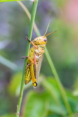 Bright green grasshoppers are found in the grasslands of Mexico. They are called Chapulines and also collected by the local people and are considered a tasty snack when roasted with chilies.