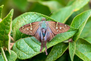 Fototapeta premium The long-tailed skipper is a spread-winged skipper butterfly found throughout tropical and subtropical South America south to Mexico and north into the southern part of the United States of America