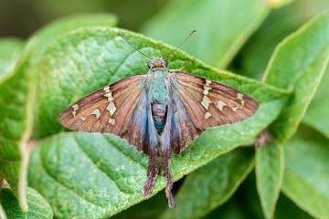 The long-tailed skipper is a spread-winged skipper butterfly found throughout tropical and...