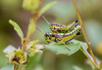 Bright green grasshoppers are found in the grasslands of Mexico. They are called Chapulines and also collected by the local people and are considered a tasty snack when roasted with chilies.