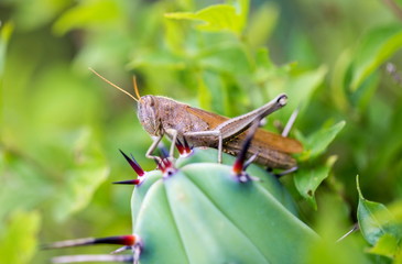 Bright green grasshoppers are found in the grasslands of Mexico. They are called Chapulines and also collected by the local people and are considered a tasty snack when roasted with chilies.