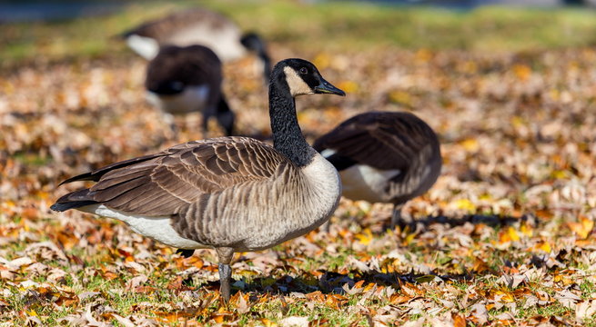 Canada goose in a bed of autumn leaves, foraging for food before the long flight south for the winter.
