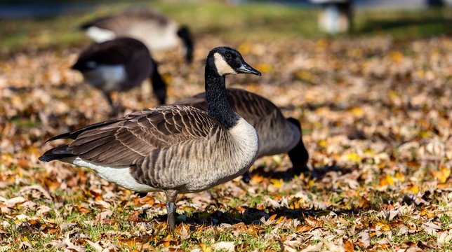 Canada goose in a bed of autumn leaves, foraging for food before the long flight south for the winter.
