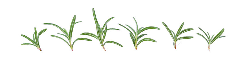 Young Rosemary isolated on a white background