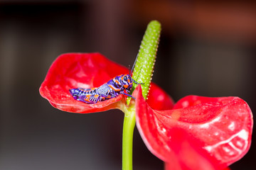 The bicolor grasshopper, also known as the barber pole grasshopper, is a species of insect. It is native of America and Mexico. Here it is sitting on a red Anthurium like a Christmas decoration.