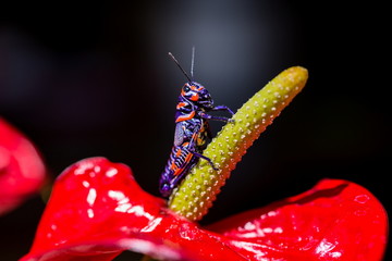The bicolor grasshopper, also known as the barber pole grasshopper, is a species of insect. It is native of America and Mexico. Here it is sitting on a red Anthurium like a Christmas decoration.