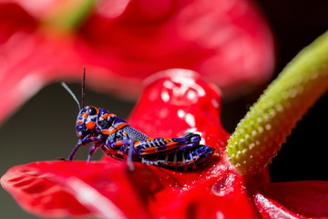 The bicolor grasshopper, also known as the barber pole grasshopper, is a species of insect. It is native of America and Mexico. Here it is sitting on a red Anthurium like a Christmas decoration.