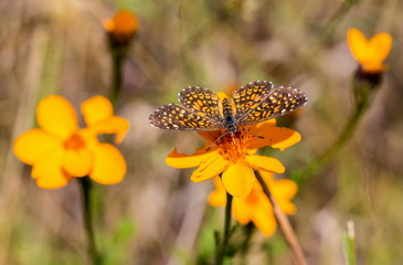 Elada Checkerspot butterfly Mexico. This insect is orange and brown and can be found in field of sunflowers flitting between one bloom to the next.