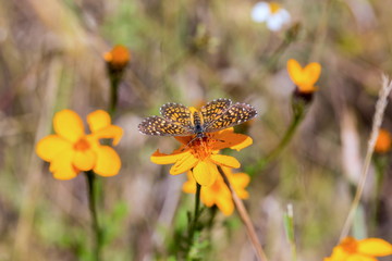 Elada Checkerspot butterfly Mexico. This insect is orange and brown and can be found in field of sunflowers flitting between one bloom to the next.