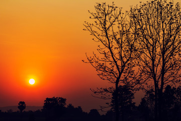 silhouette of tree at beautiful sunrise in countryside of thaila