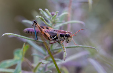 Bright green grasshoppers are found in the grasslands of Mexico. They are called Chapulines and also collected by the local people and are considered a tasty snack when roasted with chilies.