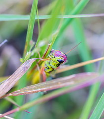Bright green grasshoppers are found in the grasslands of Mexico. They are called Chapulines and also collected by the local people and are considered a tasty snack when roasted with chilies.
