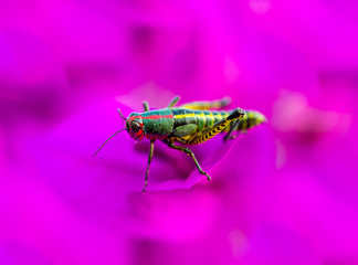 The rainbow or painted grasshopper, is a species of insect from North America and northern Mexico.