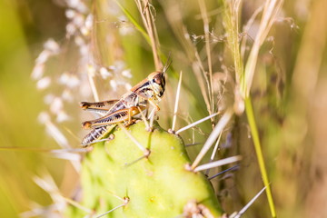 Bright green grasshoppers are found in the grasslands of Mexico. They are called Chapulines and also collected by the local people and are considered a tasty snack when roasted with chilies.