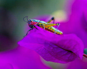 The rainbow or painted grasshopper, is a species of insect from North America and northern Mexico.
