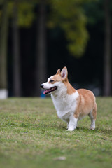 The corgi dog on the grass in the park