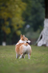 Obraz na płótnie Canvas The corgi dog on the grass in the park