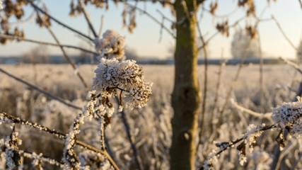 Gräser im Frost mit Eiskristallen im Sonnenschein