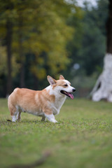 The corgi dog on the grass in the park
