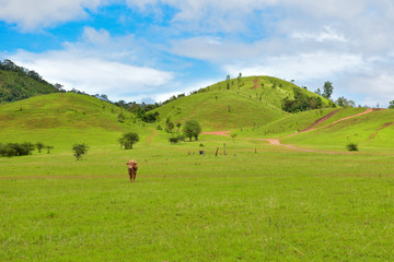 Fototapeta na wymiar Phu Khao Ya (Grass Hill) in rainy season with a cow, Ranong, Thailand