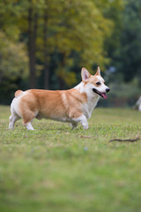 The corgi dog on the grass in the park