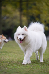 The samoyed "dog on the grass in the park