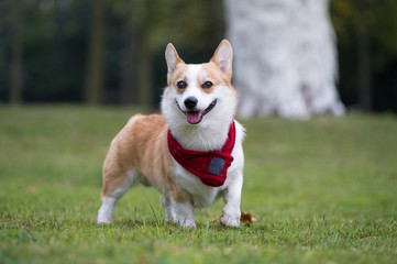 The corgi dog on the grass in the park