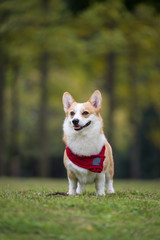 The corgi dog on the grass in the park