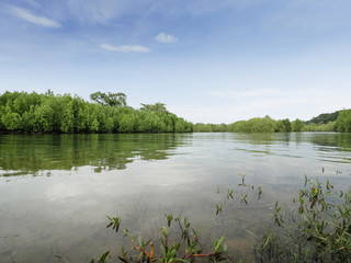Mangrove forest in south east asia