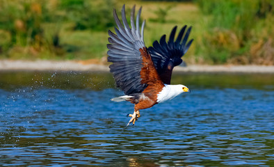 Eagle Fisher. Eagle with prey over the lake. Naivasha lake, Kenya.