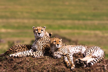 Cheetahs on the hill. Observation point. Masai Mara, Kenya
