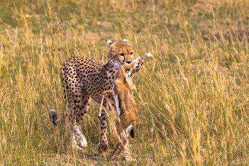 Naklejka premium Cheetah with prey. Impala winner. Masai Mara, Kenya