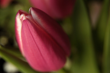 チューリップ