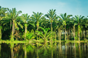 Naklejka na ściany i meble landscape of palm garden , plantation