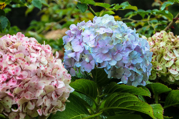 A trio of hydrangeas next to the street