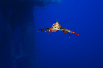 Tuna Crab Swimming 2