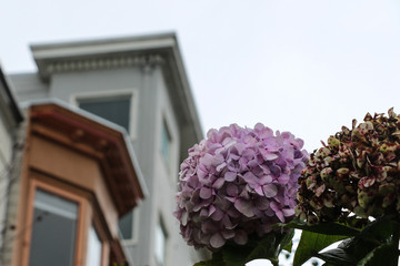 Hydrangeas in front of historical houses