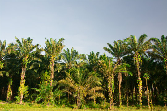 landscape of  palm garden , plantation