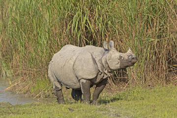 Indian Rhino on a River Bank