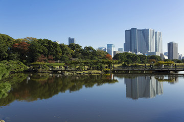 Plakat 東京都市風景　浜離宮　庭園　秋　紅葉と晴海の高層マンション群