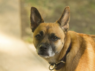 Head shot of mixed breed dog