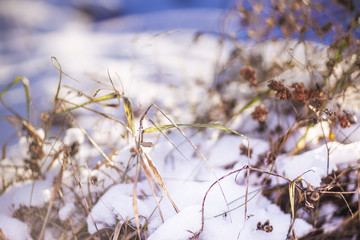 Dried plant's twigs in sunny winter day