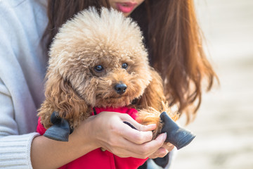 Toy Poodle playing with its female master in a park.