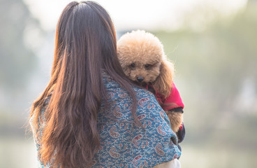Toy Poodle playing with its female master in a park.