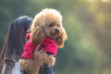 Toy Poodle playing with its female master in a park.