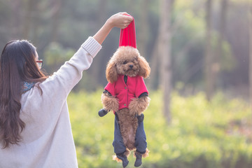 Toy Poodle playing with its female master in a park.
