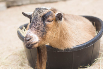 Goat