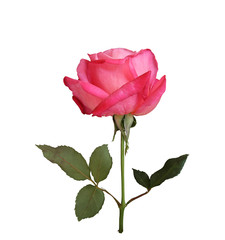 Pink rose on isolated background