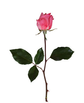 Pink rose on isolated background